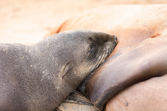 Bertazzoni, "Cape Cross", Namibia, Nikon, "Walvis Bay", "baby seal", beach, "black & white", boat, fish, fishing, fur, hunting, jumping, ocean, poaching, resting, rocks, sailing, sea, seal, seals, swi