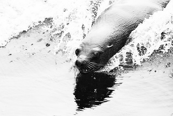Seal