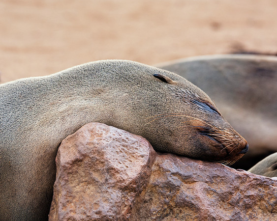 Bertazzoni, "Cape Cross", Namibia, Nikon, "Walvis Bay", "baby seal", beach, "black & white", boat, fish, fishing, fur, hunting, jumping, ocean, poaching, resting, rocks, sailing, sea, seal, seals, swi
