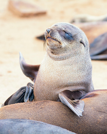 Bertazzoni, "Cape Cross", Namibia, Nikon, "Walvis Bay", "baby seal", beach, "black & white", boat, fish, fishing, fur, hunting, jumping, ocean, poaching, resting, rocks, sailing, sea, seal, seals, swi