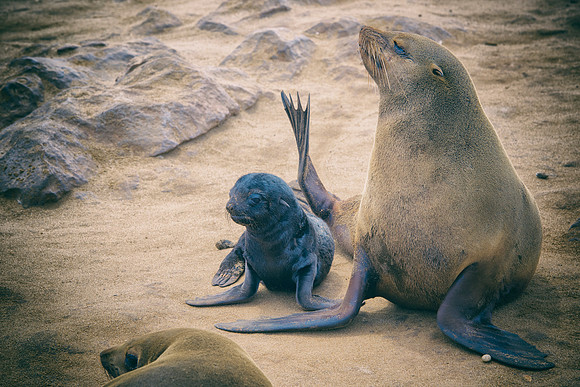Bertazzoni, "Cape Cross", Namibia, Nikon, "Walvis Bay", "baby seal", beach, "black & white", boat, fish, fishing, fur, hunting, jumping, ocean, poaching, resting, rocks, sailing, sea, seal, seals, swi