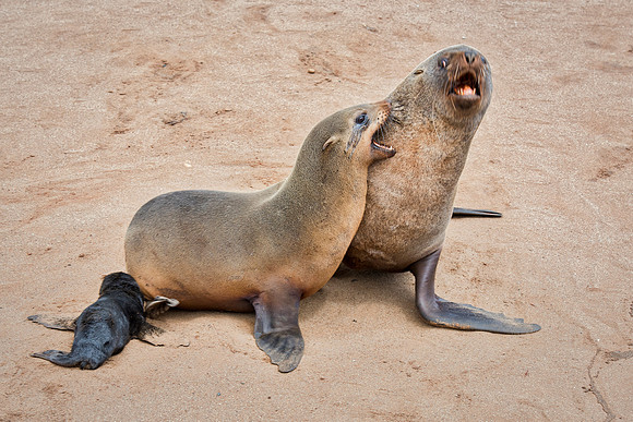 Bertazzoni, "Cape Cross", Namibia, Nikon, "Walvis Bay", "baby seal", beach, "black & white", boat, fish, fishing, fur, hunting, jumping, ocean, poaching, resting, rocks, sailing, sea, seal, seals, swi