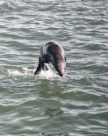 seal, seals, swimming, resting, fishing, fish, water, ocean, sea, Namibia, "Walvis Bay", Nikon, Bertazzoni, boat, vacation, sailing, waves, jumping, fur, hunting, poaching, "Cape cross", beach, rocks,