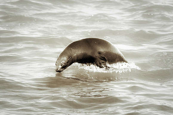Bertazzoni, "Cape Cross", Namibia, Nikon, "Walvis Bay", "baby seal", beach, "black & white", boat, fish, fishing, fur, hunting, jumping, ocean, poaching, resting, rocks, sailing, sea, seal, seals, swi