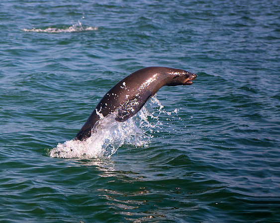 seal, seals, swimming, resting, fishing, fish, water, ocean, sea, Namibia, "Walvis Bay", Nikon, Bertazzoni, boat, vacation, sailing, waves, jumping, fur, hunting, poaching, "Cape cross", beach, rocks,
