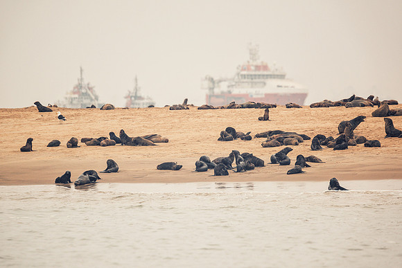Seals
