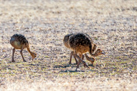Africa, Botswana, Kalahari, Kenya, Namibia, Tanzania, beak, "black & white", claw, feathers, ostriches, running, safari, savanna