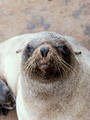 Seals