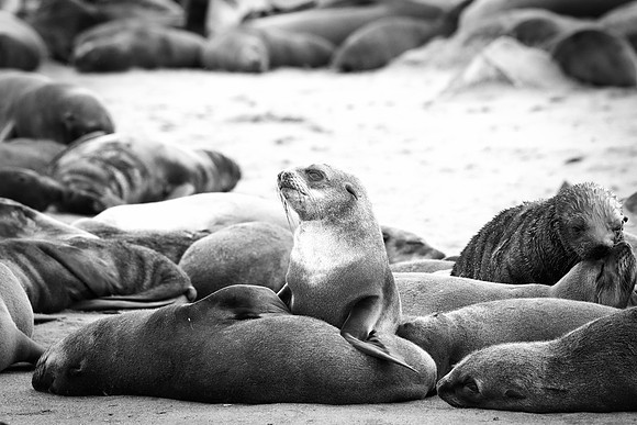 Bertazzoni, "Cape Cross", Namibia, Nikon, "Walvis Bay", "baby seal", beach, "black & white", boat, fish, fishing, fur, hunting, jumping, ocean, poaching, resting, rocks, sailing, sea, seal, seals, swi