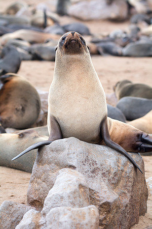 Bertazzoni, "Cape Cross", Namibia, Nikon, "Walvis Bay", "baby seal", beach, "black & white", boat, fish, fishing, fur, hunting, jumping, ocean, poaching, resting, rocks, sailing, sea, seal, seals, swi