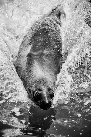 Bertazzoni, "Cape Cross", Namibia, Nikon, "Walvis Bay", "baby seal", beach, "black & white", boat, fish, fishing, fur, hunting, jumping, ocean, poaching, resting, rocks, sailing, sea, seal, seals, swi