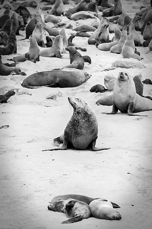Bertazzoni, "Cape Cross", Namibia, Nikon, "Walvis Bay", "baby seal", beach, "black & white", boat, fish, fishing, fur, hunting, jumping, ocean, poaching, resting, rocks, sailing, sea, seal, seals, swi