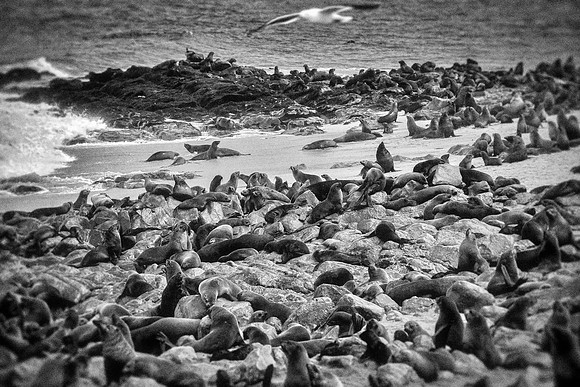 Bertazzoni, "Cape Cross", Namibia, Nikon, "Walvis Bay", "baby seal", beach, "black & white", boat, fish, fishing, fur, hunting, jumping, ocean, poaching, resting, rocks, sailing, sea, seal, seals, swi