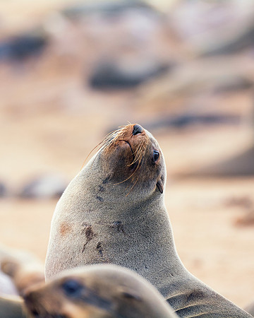Bertazzoni, "Cape Cross", Namibia, Nikon, "Walvis Bay", "baby seal", beach, "black & white", boat, fish, fishing, fur, hunting, jumping, ocean, poaching, resting, rocks, sailing, sea, seal, seals, swi