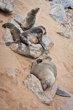 Bertazzoni, "Cape Cross", Namibia, Nikon, "Walvis Bay", "baby seal", beach, "black & white", boat, fish, fishing, fur, hunting, jumping, ocean, poaching, resting, rocks, sailing, sea, seal, seals, swi