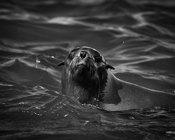 Bertazzoni, "Cape Cross", Namibia, Nikon, "Walvis Bay", "baby seal", beach, "black & white", boat, fish, fishing, fur, hunting, jumping, ocean, poaching, resting, rocks, sailing, sea, seal, seals, swi