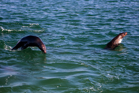 seal, seals, swimming, resting, fishing, fish, water, ocean, sea, Namibia, "Walvis Bay", Nikon, Bertazzoni, boat, vacation, sailing, waves, jumping, fur, hunting, poaching, "Cape cross", beach, rocks,