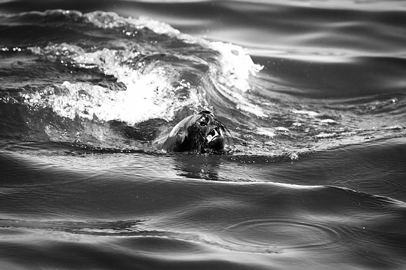 Bertazzoni, "Cape Cross", Namibia, Nikon, "Walvis Bay", "baby seal", beach, "black & white", boat, fish, fishing, fur, hunting, jumping, ocean, poaching, resting, rocks, sailing, sea, seal, seals, swi