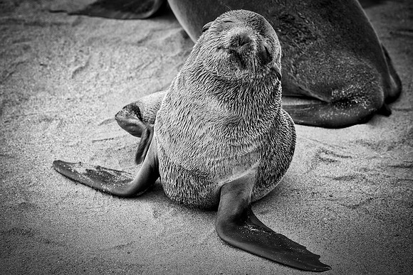 Bertazzoni, "Cape Cross", Namibia, Nikon, "Walvis Bay", "baby seal", beach, "black & white", boat, fish, fishing, fur, hunting, jumping, ocean, poaching, resting, rocks, sailing, sea, seal, seals, swi