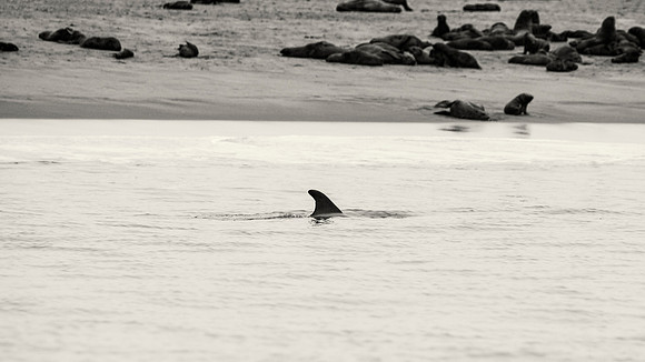 Dolphin's Fin