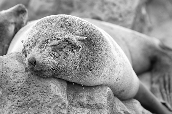 Bertazzoni, "Cape Cross", Namibia, Nikon, "Walvis Bay", "baby seal", beach, "black & white", boat, fish, fishing, fur, hunting, jumping, ocean, poaching, resting, rocks, sailing, sea, seal, seals, swi