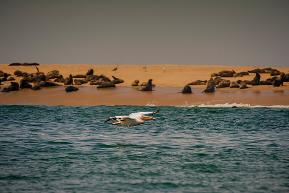 Bertazzoni, "Cape Cross", Namibia, Nikon, "Walvis Bay", "baby seal", beach, "black & white", boat, fish, fishing, fur, hunting, jumping, ocean, poaching, resting, rocks, sailing, sea, seal, seals, swi