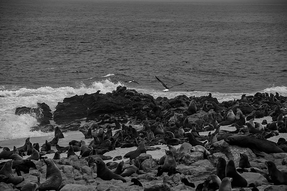 Bertazzoni, "Cape Cross", Namibia, Nikon, "Walvis Bay", "baby seal", beach, "black & white", boat, fish, fishing, fur, hunting, jumping, ocean, poaching, resting, rocks, sailing, sea, seal, seals, swi