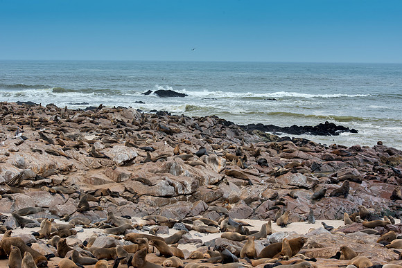 Bertazzoni, "Cape Cross", Namibia, Nikon, "Walvis Bay", "baby seal", beach, "black & white", boat, fish, fishing, fur, hunting, jumping, ocean, poaching, resting, rocks, sailing, sea, seal, seals, swi