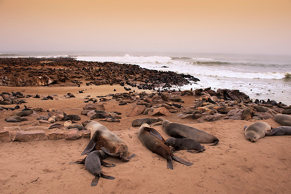 Bertazzoni, "Cape Cross", Namibia, Nikon, "Walvis Bay", "baby seal", beach, "black & white", boat, fish, fishing, fur, hunting, jumping, ocean, poaching, resting, rocks, sailing, sea, seal, seals, swi