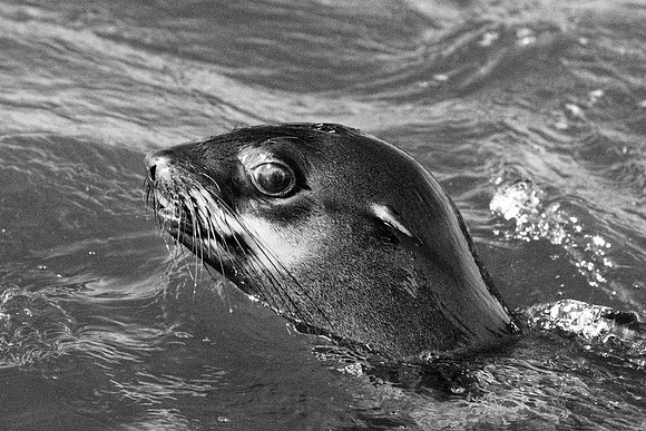Bertazzoni, "Cape Cross", Namibia, Nikon, "Walvis Bay", "baby seal", beach, "black & white", boat, fish, fishing, fur, hunting, jumping, ocean, poaching, resting, rocks, sailing, sea, seal, seals, swi