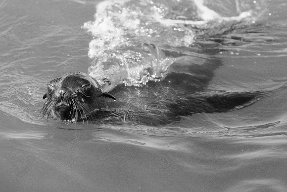Bertazzoni, "Cape Cross", Namibia, Nikon, "Walvis Bay", "baby seal", beach, "black & white", boat, fish, fishing, fur, hunting, jumping, ocean, poaching, resting, rocks, sailing, sea, seal, seals, swi