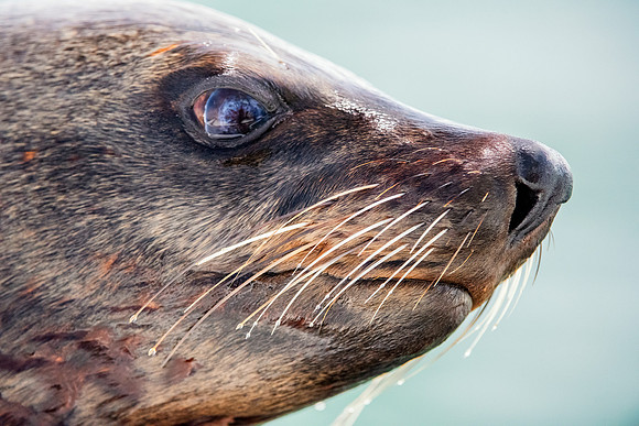 Bertazzoni, "Cape Cross", Namibia, Nikon, "Walvis Bay", "baby seal", beach, "black & white", boat, fish, fishing, fur, hunting, jumping, ocean, poaching, resting, rocks, sailing, sea, seal, seals, swi