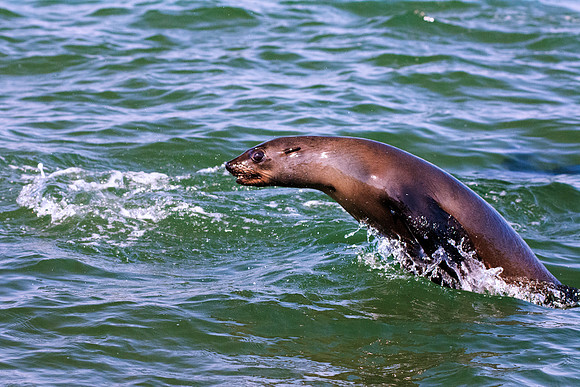 Bertazzoni, "Cape Cross", Namibia, Nikon, "Walvis Bay", "baby seal", beach, "black & white", boat, fish, fishing, fur, hunting, jumping, ocean, poaching, resting, rocks, sailing, sea, seal, seals, swi