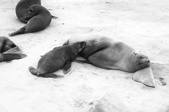 nursing, "black & white", Bertazzoni, "Cape cross", Namibia, Nikon, "Walvis Bay", beach, "black & white", boat, fish, fishing, fur, hunting, jumping, ocean, poaching, resting, rocks, sailing, sea, sea