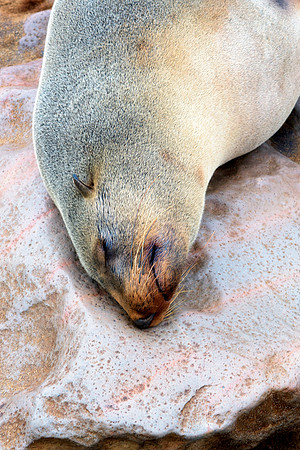 Bertazzoni, "Cape Cross", Namibia, Nikon, "Walvis Bay", beach, "black & white", boat, fish, fishing, fur, hunting, jumping, ocean, poaching, resting, rocks, sailing, sea, seal, seals, swimming, vacati