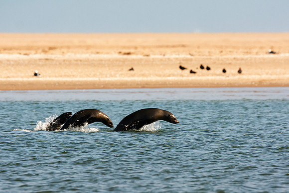 Bertazzoni, "Cape Cross", Namibia, Nikon, "Walvis Bay", "baby seal", beach, "black & white", boat, fish, fishing, fur, hunting, jumping, ocean, poaching, resting, rocks, sailing, sea, seal, seals, swi