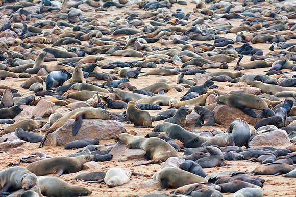 Bertazzoni, "Cape Cross", Namibia, Nikon, "Walvis Bay", "baby seal", beach, "black & white", boat, fish, fishing, fur, hunting, jumping, ocean, poaching, resting, rocks, sailing, sea, seal, seals, swi