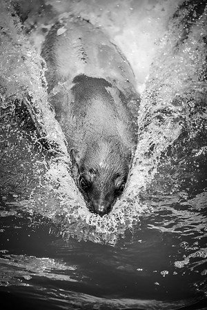 Bertazzoni, "Cape Cross", Namibia, Nikon, "Walvis Bay", "baby seal", beach, "black & white", boat, fish, fishing, fur, hunting, jumping, ocean, poaching, resting, rocks, sailing, sea, seal, seals, swi