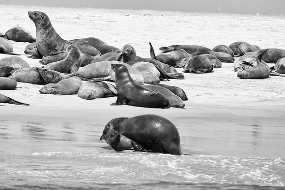 Bertazzoni, "Cape Cross", Namibia, Nikon, "Walvis Bay", "baby seal", beach, "black & white", boat, fish, fishing, fur, hunting, jumping, ocean, poaching, resting, rocks, sailing, sea, seal, seals, swi