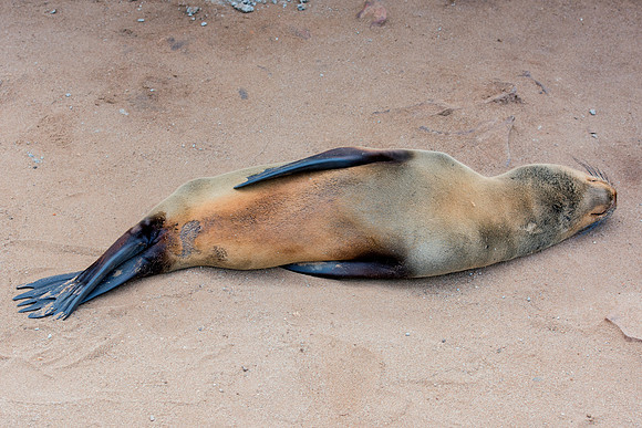 Bertazzoni, "Cape Cross", Namibia, Nikon, "Walvis Bay", "baby seal", beach, "black & white", boat, fish, fishing, fur, hunting, jumping, ocean, poaching, resting, rocks, sailing, sea, seal, seals, swi