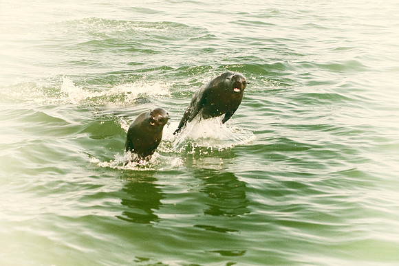 seal, seals, swimming, resting, fishing, fish, water, ocean, sea, Namibia, "Walvis Bay", Nikon, Bertazzoni, boat, vacation, sailing, waves, jumping, fur, hunting, poaching, "Cape cross", beach, rocks,