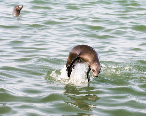 Bertazzoni, "Cape Cross", Namibia, Nikon, "Walvis Bay", "baby seal", beach, "black & white", boat, fish, fishing, fur, hunting, jumping, ocean, poaching, resting, rocks, sailing, sea, seal, seals, swi