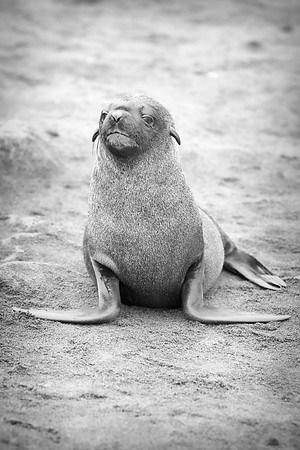 Bertazzoni, "Cape Cross", Namibia, Nikon, "Walvis Bay", "baby seal", beach, "black & white", boat, fish, fishing, fur, hunting, jumping, ocean, poaching, resting, rocks, sailing, sea, seal, seals, swi