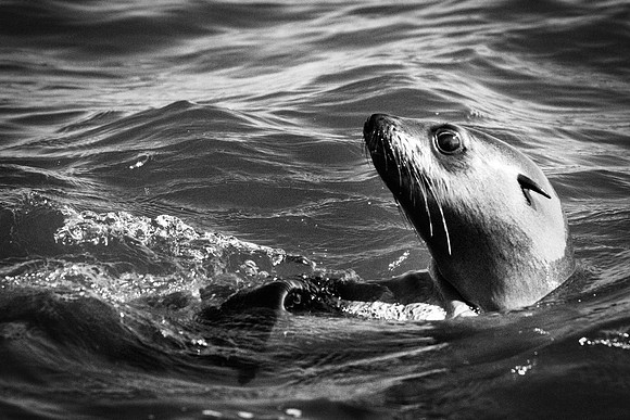 Bertazzoni, "Cape Cross", Namibia, Nikon, "Walvis Bay", "baby seal", beach, "black & white", boat, fish, fishing, fur, hunting, jumping, ocean, poaching, resting, rocks, sailing, sea, seal, seals, swi