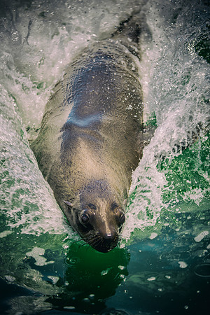 Bertazzoni, "Cape Cross", Namibia, Nikon, "Walvis Bay", "baby seal", beach, "black & white", boat, fish, fishing, fur, hunting, jumping, ocean, poaching, resting, rocks, sailing, sea, seal, seals, swi