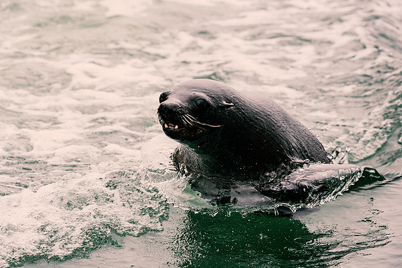 Seal
