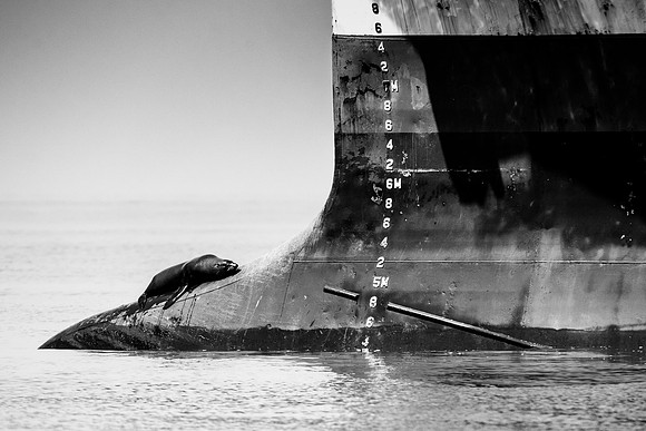 Bertazzoni, "Cape Cross", Namibia, Nikon, "Walvis Bay", "baby seal", beach, "black & white", boat, fish, fishing, fur, hunting, jumping, ocean, poaching, resting, rocks, sailing, sea, seal, seals, swi