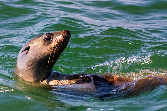 Bertazzoni, "Cape Cross", Namibia, Nikon, "Walvis Bay", "baby seal", beach, "black & white", boat, fish, fishing, fur, hunting, jumping, ocean, poaching, resting, rocks, sailing, sea, seal, seals, swi