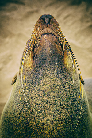 Bertazzoni, "Cape Cross", Namibia, Nikon, "Walvis Bay", "baby seal", beach, "black & white", boat, fish, fishing, fur, hunting, jumping, ocean, poaching, resting, rocks, sailing, sea, seal, seals, swi