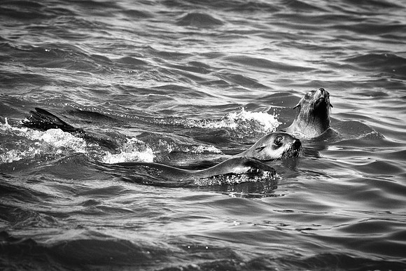 Bertazzoni, "Cape Cross", Namibia, Nikon, "Walvis Bay", "baby seal", beach, "black & white", boat, fish, fishing, fur, hunting, jumping, ocean, poaching, resting, rocks, sailing, sea, seal, seals, swi